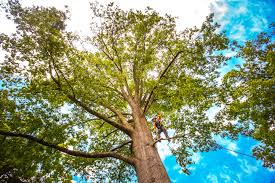 Best Root Management and Removal  in Loves Park, IL