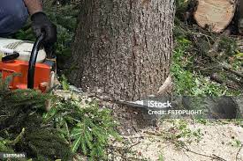 Best Leaf Removal  in Loves Park, IL