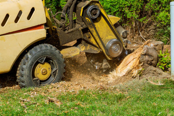 Best Artificial Turf Installation  in Loves Park, IL