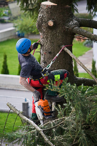 Best Tree Preservation Services  in Loves Park, IL