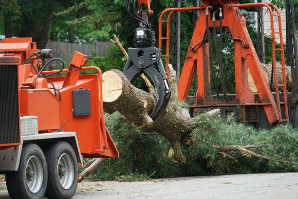 Professional Tree Services in Loves Park, IL
