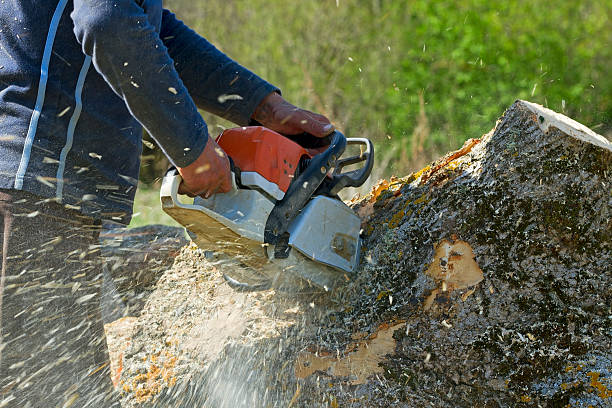 Best Lawn Pest Prevention  in Loves Park, IL